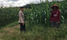 Polsek Singingi Lakukan Pengecekan Tanaman Jagung Pipil di Desa Logas Hilir