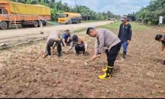 Dukung Ketahanan Pangan Nasional Kapolsek Sungai Sembilan Beserta Anggotanya Tinjau Lahan Tanaman Jagung Pipil Milik Warga