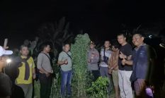 Tanam Ganja di Balik Tembok, Pria di Tanjung Morawa Diciduk Polisi!