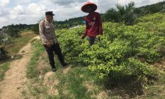 Dukung Program ASTA CITA, Bhabinkamtibmas Aiptu Andi Gunawan Cek Pekarangan Cabai Darto