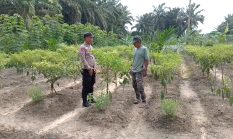 Dukung Program ASTA CITA, Bhabinkamtibmas Air Mas Aipda Rio Hendri Melakukan Pengecekan Pekarangan Cabai Pak Jahiri
