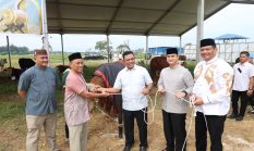 Polda Sumut Sembelih 31 Ekor Sapi di Hari Raya Idul Adha & Dibagikan dalam 4.976 Paket