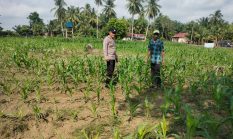 Polsek Cerenti Cek Tanaman Jagung di Lahan BUMDes Desa Sikakak