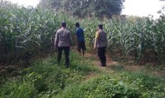 Dukung Ketahanan Pangan, Bhabinkamtibmas Sambang Tanaman Jagung Milik Warga