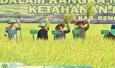 DPRD, Pemkab dan TNI Perkuat Sinergi Wujudkan Ketahanan Pangan Melalui Panen Raya