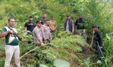 Berawal dari Informasi Warga, Polisi Ungkap 11 Batang Ganja di Ladang