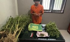 Terlibat Laka Lantas, Pria 69 Tahun Kedapatan Bawa Ganja