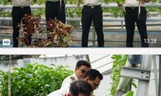 Perkuat Ketahanan Pangan, Rutan Dumai Kembali Panen Sayur Pakcoy dan Kangkung