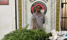 Polsek Panei Tongah Ungkap Ladang Ganja, 12 Batang Diamankan